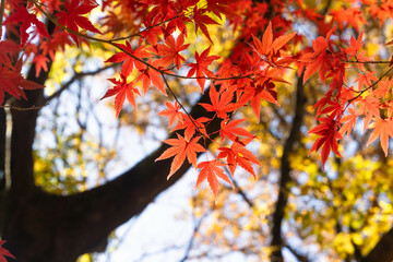 Background of red leaves in autumn season with blurred background