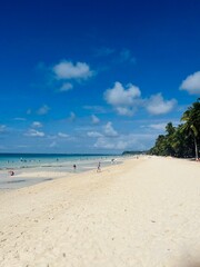 beach with palm trees