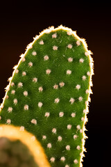 サボテン　キンエボシ　ウチワサボテン