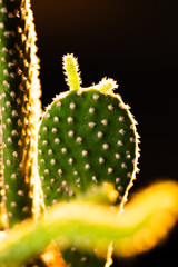 サボテン　キンエボシ　ウチワサボテン