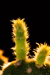 サボテン　キンエボシ　ウチワサボテン