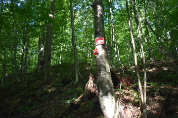 Mont Foster 5 Septembre 2024