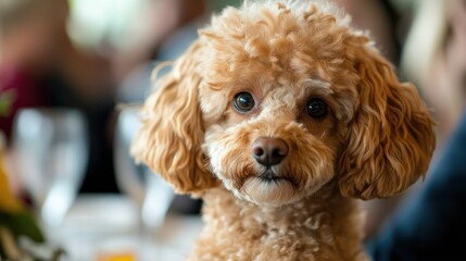 A fluffy dog with curly fur gazes curiously at the camera in a lively indoor setting.