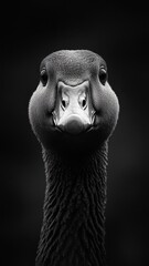 Obraz premium A goose set against a striking background, emphasizing form with minimal distractions.