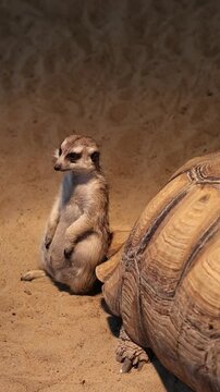 A turtle is laying on the sand. The turtle is brown and white. And meerkats are sitting nearby.