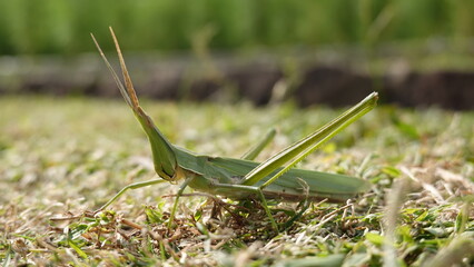 ショウリョウバッタ
