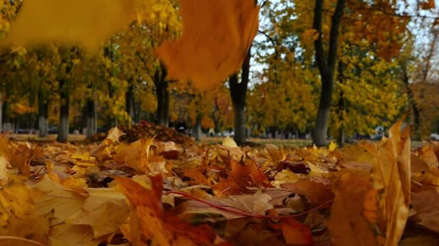 Detail view on yellow maple leaves falling to ground in autumn park. Golden bright foliage covered lawn at parkland. Beautiful colorful fall season. Close up Slow motion