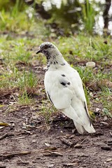 White Dove on the Background of Nature