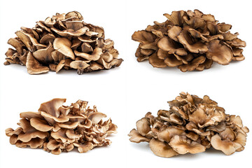 Obraz premium A pile of fresh maitake mushrooms on a white background