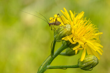 southern sickle bush-cricket - Phaneroptera nana, small brown and green bush-cricet from European meadows and gardens, Zlin, Czech Republic.