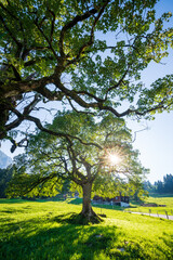 Obraz premium View of a big tree in summer. Switzerland.