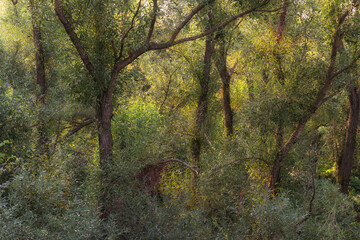 Tapeta, piękne wierzby nad rzeką o wschodzie słońca, Polska. © Elżbieta Kaps