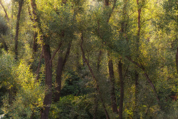 Tapeta, piękne wierzby nad rzeką o wschodzie słońca, Polska. © Elżbieta Kaps