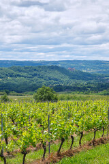 Vineyards in spring near Glanes Lot Occitanie in Southern France with mountains in the background on a sunny day with clouds	