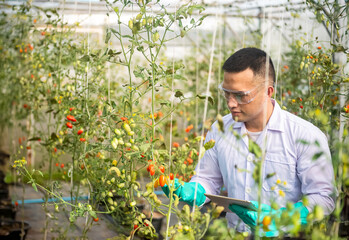 asian agriculture checking the quality of the tomatoes in his hand while holding digital tablets on his left hand to monitoring growth of tomatoes in small greenhouses.