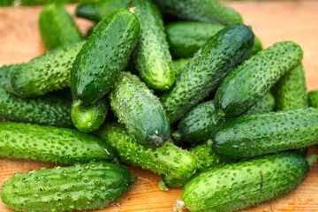 Freshly picked green cucumbers on the board background