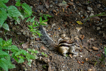 Indian Palm Squirrel Roaming in Garden Amidst Soil and Greenery