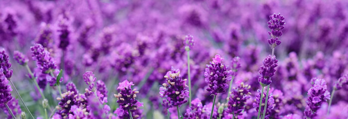 Gorgeous lavender. Floral background of blooming lavender. Banner