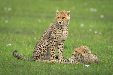 Cheetah cubs sit and lie on grass
