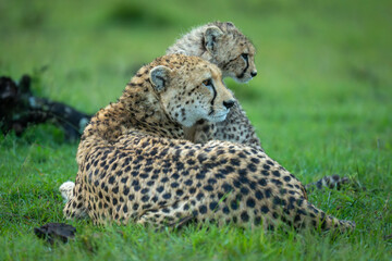 Cheetah lies with cub on short grass