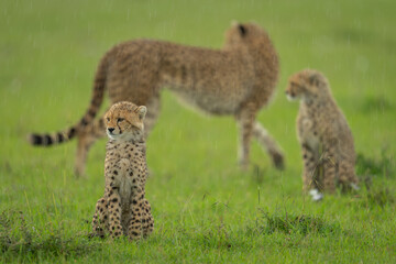 Obraz premium Cheetah passing two cubs sitting in rain