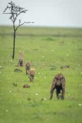 Cheetah cubs stalk spotted hyena on grassland