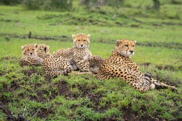 Cheetah lies with cubs on grassy mound