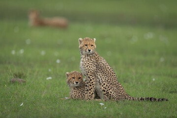 Fototapeta premium Cheetah cubs sitting and lying near mother