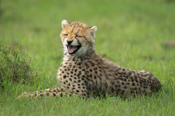 Fototapeta premium Cheetah cub yawns lying on short grass