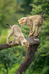 Cheetah cub watches another jumping from tree