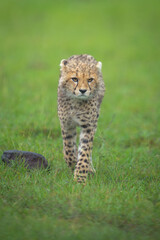 Cheetah cub walks past rock toward camera