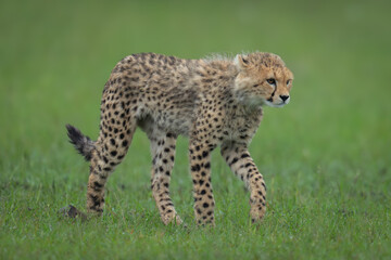 Cheetah cub walks across grass raising forepaw