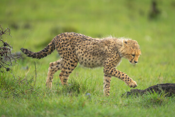 Cheetah cub walks towards log lifting paw