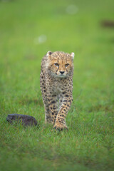 Obraz premium Cheetah cub walks toward camera past rock