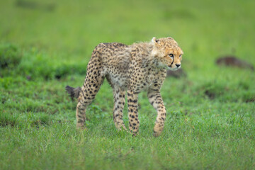 Cheetah cub walks past mound lifting paw