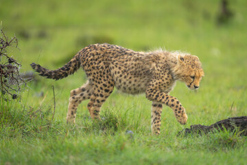 Cheetah cub walks towards log lifting forepaw