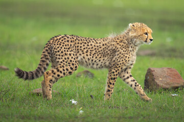 Cheetah cub walks past rock on grass