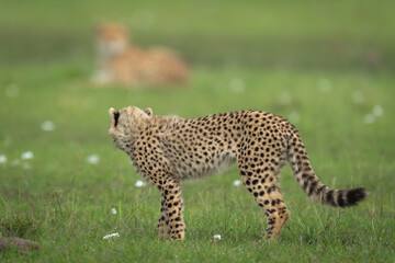 Cheetah cub stands looking back to mother