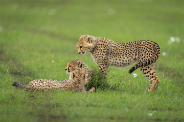 Cheetah cub stands over one lying down
