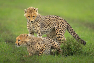 Cheetah cub stands over sibling on grass