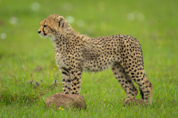 Cheetah cub stands on grass in profile