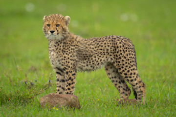 Cheetah cub stands on grass behind rock