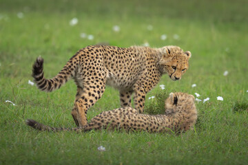 Cheetah cub stands over sibling in grass