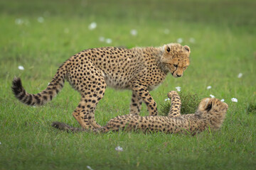 Fototapeta premium Cheetah cub stands over another in grass