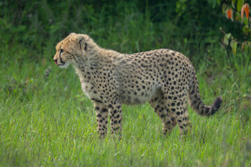 Fototapeta premium Cheetah cub stands licking lips in clearing