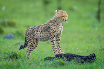 Cheetah cub stands leaning on dead branch