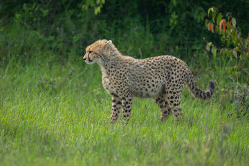 Fototapeta premium Cheetah cub stands in clearing near bushes