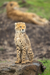 Fototapeta premium Cheetah cub sitting on rock by mother