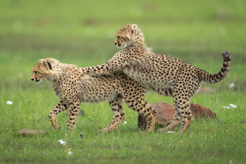 Cheetah cub stands leaning on another walking