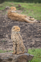 Cheetah cub sitting on rock near mother